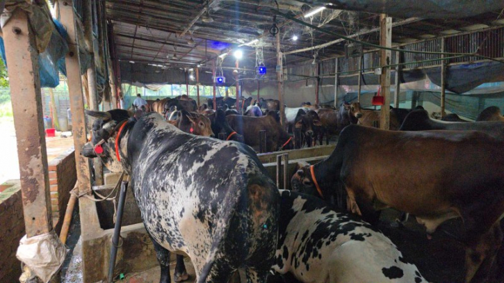 লেবু কলা টমেটো চিড়া গুড় ঘাস খেয়ে যেখানে প্রস্তুত হয়েছে কোরবানির গরু লেবু কলা টমেটো চিড়া গুড় ঘাস খেয়ে যেখানে প্রস্তুত হয়েছে কোরবানির গরু
