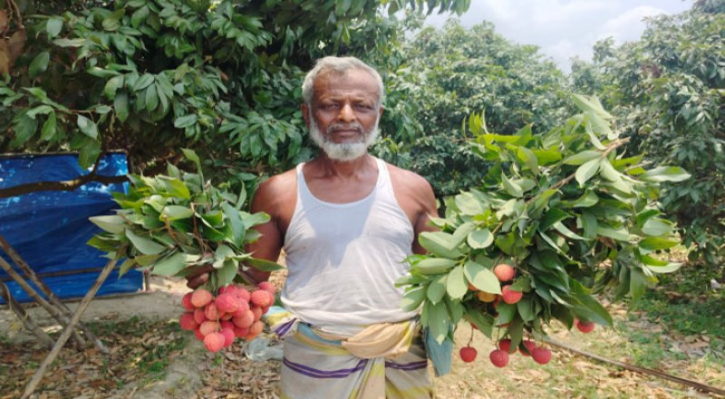 ১০ দিনেই ফাঁকা সোনারগাঁওয়ের লিচুবাগান ১০ দিনেই ফাঁকা সোনারগাঁওয়ের লিচুবাগান