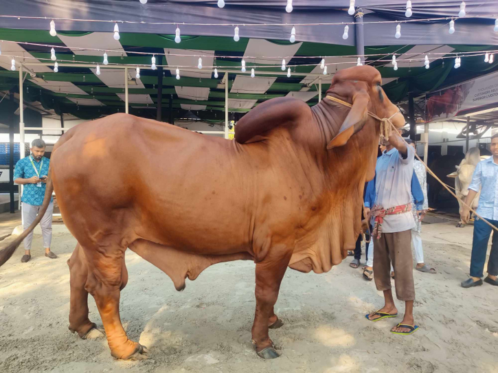 ঈদুল আজহা: সিদ্ধিরগঞ্জে হামজার মূল্য হাঁকা হচ্ছে অর্ধকোটি ঈদুল আজহা: সিদ্ধিরগঞ্জে হামজার মূল্য হাঁকা হচ্ছে অর্ধকোটি