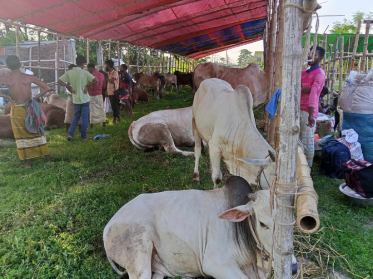 নারায়ণগঞ্জের হাটগুলোতে সড়ক ও নৌপথে গরু আনছেন ব্যাপারীরা নারায়ণগঞ্জের হাটগুলোতে সড়ক ও নৌপথে গরু আনছেন ব্যাপারীরা