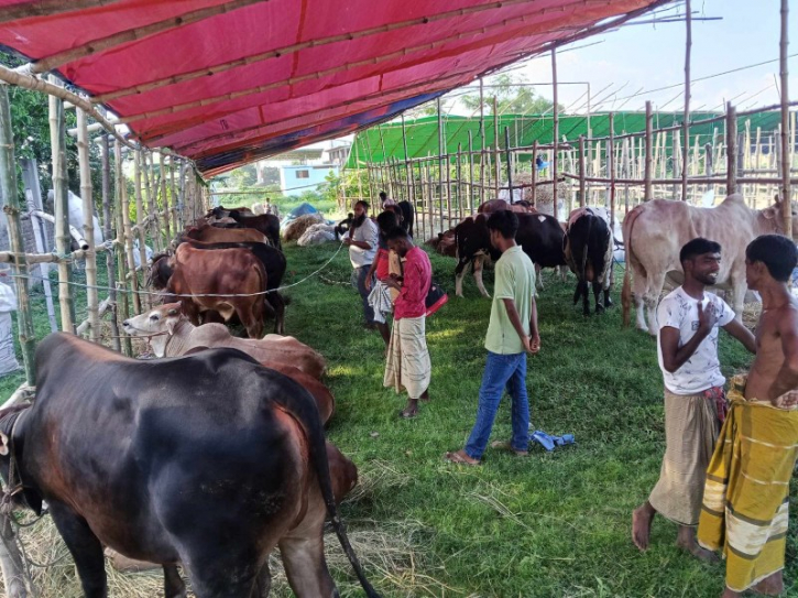 নারায়ণগঞ্জের ফরাজিকান্দা হাটে এসেছে দেড় শতাধিক গরু নারায়ণগঞ্জের ফরাজিকান্দা হাটে এসেছে দেড় শতাধিক গরু
