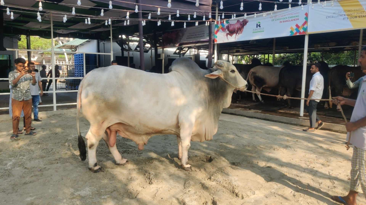 ১২ লাখে বিক্রি হলো শাকিব খান ১২ লাখে বিক্রি হলো শাকিব খান