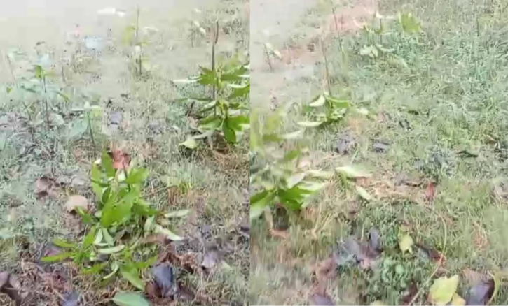 বন্দরে জায়গা দখলে ব্যর্থ হয়ে ৫০টি ফলজ গাছ কর্তনের অভিযোগ! বন্দরে জায়গা দখলে ব্যর্থ হয়ে ৫০টি ফলজ গাছ কর্তনের অভিযোগ!