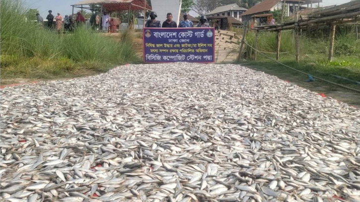 কোস্ট গার্ডের পৃথক অভিযানে প্রায় ৩১ লক্ষ টাকার জাটকা জব্দ