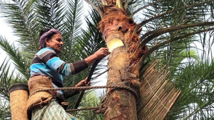 সোনারগাঁয়ে হারিয়ে যেতে বসেছে খেজুর রস