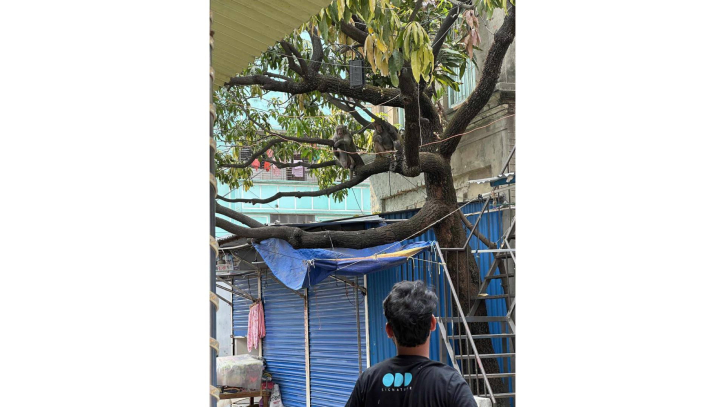 ঈদের ছুটিতে নারায়ণগঞ্জ শহরে ঘুরে বেড়াচ্ছে বানর ঈদের ছুটিতে নারায়ণগঞ্জ শহরে ঘুরে বেড়াচ্ছে বানর