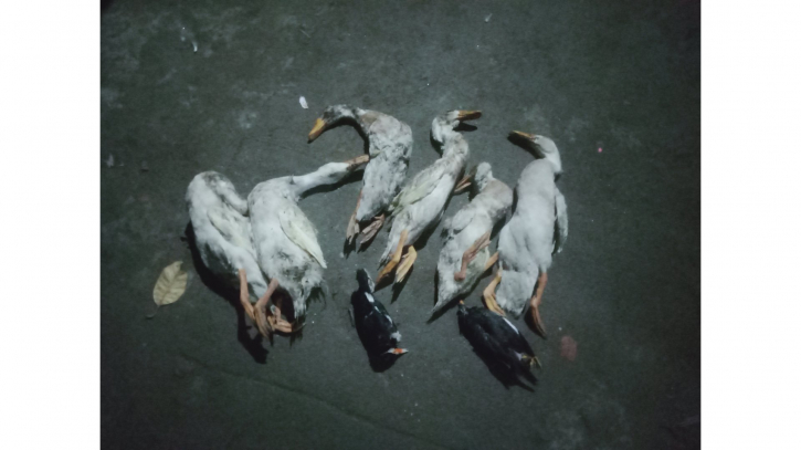 খামারে বিষপ্রয়োগ করে হাঁস হত্যা অভিযোগ