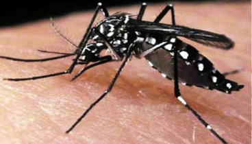 না.গঞ্জে চব্বিশ ঘণ্টায় ৬ জন ডেঙ্গু আক্রান্ত