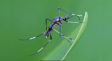 দেশে উপকারী মশা বিলুপ্তপ্রায়, বেড়েছে এডিস