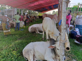 নারায়ণগঞ্জের হাটগুলোতে সড়ক ও নৌপথে গরু আনছেন ব্যাপারীরা