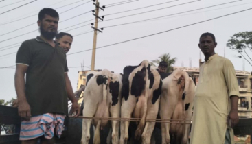 মুন্সিগঞ্জ থেকে ডাকাতি হওয়া গরু সোনারগাঁ থেকে উদ্ধার
