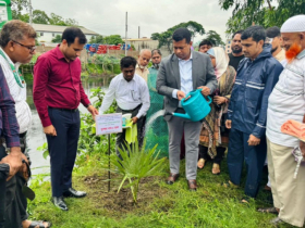 গ্রিন এন্ড ক্লিন নারায়ণগঞ্জ’ কর্মসূচির আওতায় খালপাড়ে তালচারা রোপন 