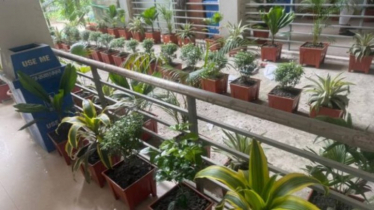 গ্রীন এন্ড ক্লিন নারায়ণগঞ্জ কর্মসূচির আওতায় পরিচ্ছন্ন ও সবুজ রূপগঞ্জ বাস্তবায়ন অব্যাহত