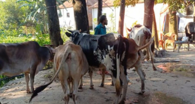 আশুলিয়া থেকে ডাকাতির লুন্ঠিত গরু বন্দরে উদ্ধার
