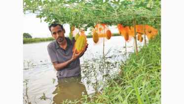 মাচায় ঝুলছে হলুদ-কালো তরমুজ