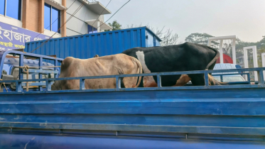 আড়াইহাজারে ২ গরু চোরকে গণপিটুনি, পিকআপ ও ২টি ষাঁড় গরু উদ্ধার 