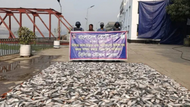 নারায়ণগঞ্জে ১৫ লাখ টাকার জাটকা জব্দ