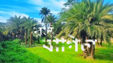 না.গঞ্জে শীতে খেজুরের রস নিয়ে খেজুর বাগিচার আয়োজন 