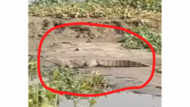 নারায়ণগঞ্জে নদীতে কুমির!