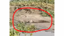 নারায়ণগঞ্জে নদীতে কুমির!