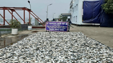 কাঁচপুরে কোস্ট গার্ডের অভিযানে ৬ হাজার কেজি জাটকা জব্দ