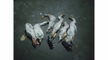 খামারে বিষপ্রয়োগ করে হাঁস হত্যা অভিযোগ