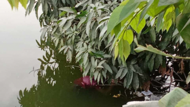 সিটি পার্ক থেকে রিপনের লাশ উদ্ধার 