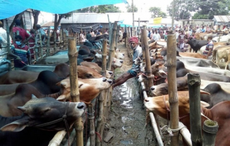 প্রশাসনের সহযোগিতা চান গরু ব্যবসায়ীরা
