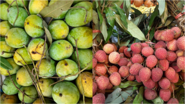 নারায়ণগঞ্জের বাজারে আম, লিচু ও কাঁঠাল 