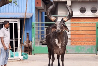 নারায়ণগঞ্জে কোরবানির জন্য প্রস্তুত ৮৬ হাজার পশু