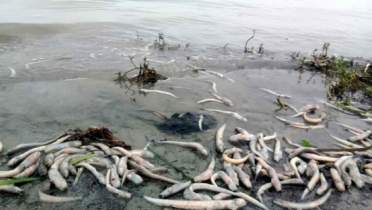 বিপন্নের পথে মেঘনা নদীর মাছ ও জলজ প্রাণী