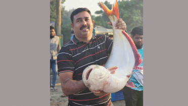 পদ্মার এক পাঙাশ ৭০ হাজারে কিনলেন না.গঞ্জের বাসিন্দা কবির