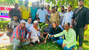 সাবেক যুবদল নেতাকর্মীদের বৃক্ষরোপন কর্মসূচি অব্যাহত