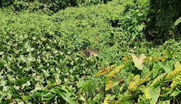 বন্দরে নিখোঁজের ৪ দিন পর পুকুর থেকে লাশ উদ্ধার