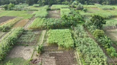 রূপগঞ্জে আখ চাষে লাভবান কৃষকরা, বাড়ছে চাষের আগ্রহ 