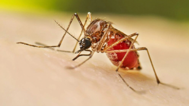 নাসিকের ২৫ নং ওয়ার্ডে ঘরে ঘরে ডেঙ্গু রোগী
