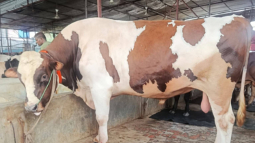 নজর কাড়ছে সাড়ে ২৭ মণের ‘টাইটানিক’ নজর কাড়ছে সাড়ে ২৭ মণের ‘টাইটানিক’