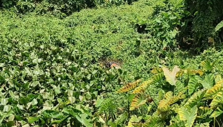 বন্দরে নিখোঁজের ৪ দিন পর পুকুর থেকে লাশ উদ্ধার
