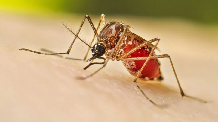 নাসিকের ২৫ নং ওয়ার্ডে ঘরে ঘরে ডেঙ্গু রোগী