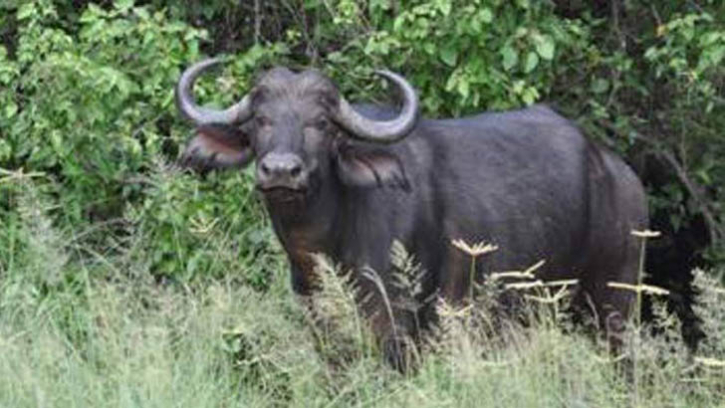 আড়াইহাজারে পাগলা মহিষের তাণ্ডবে আহত ১১, মামলা করলো মহিষ মালিক!